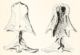A 1918 illustration of the skull of Whaitsia platyceps, now classified as Theriognathus major Whaitsia platyceps Haughton.jpg