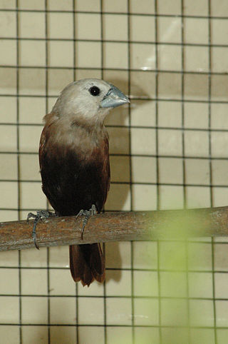 <span class="mw-page-title-main">White-headed munia</span> Species of bird