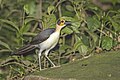 * Nomination White-necked rockfowl (Picathartes gymnocephalus) --Charlesjsharp 07:32, 28 June 2024 (UTC) * Promotion  Support Good quality. --RockyMasum 13:13, 28 June 2024 (UTC)