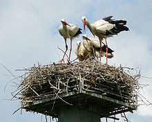 Family of white stork. Poland hosts the largest white stork population. WhiteStorkFamily.jpg