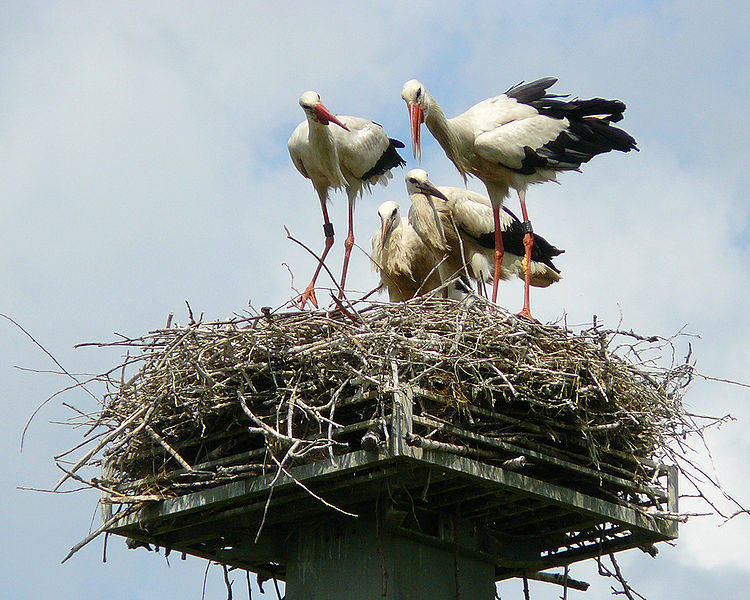 File:WhiteStorkFamily.jpg