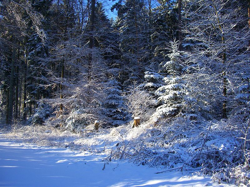 File:White Splendor - panoramio.jpg