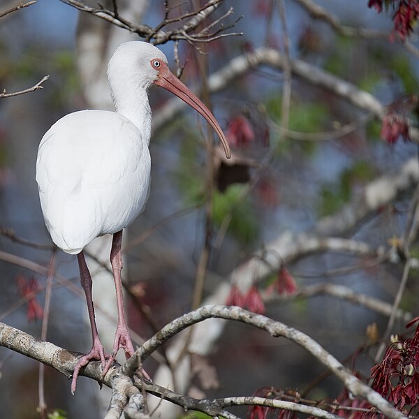 File:White ibis blue spring sp 1.29.24 DSC 9805-topaz-denoiseraw-sharpen.jpg