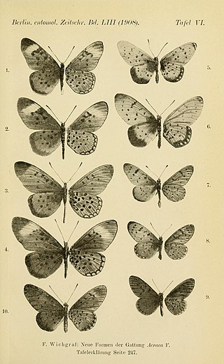 <i>Acraea speciosa</i> Species of butterfly