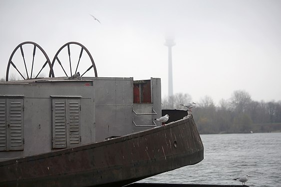 Seagulls enduring an ugly December day in Vienna