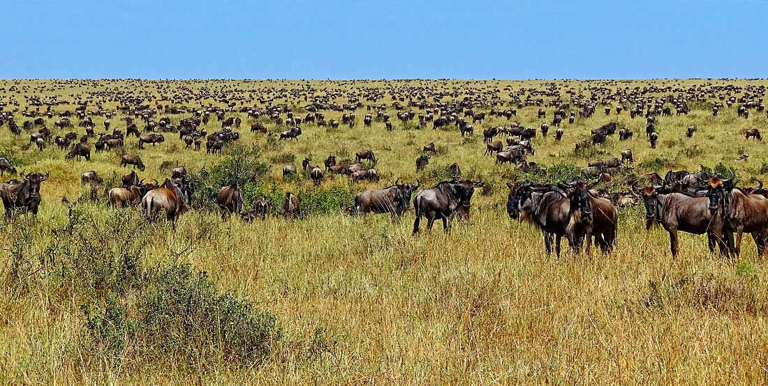 Migración animal