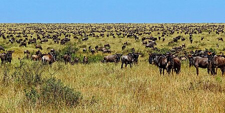 Tập_tin:Wildebeest-during-Great-Migration.JPG