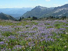 Subalpine wildflower meadow in Paradise region of Mount Rainier Wildflower Meadow (6997737191).jpg