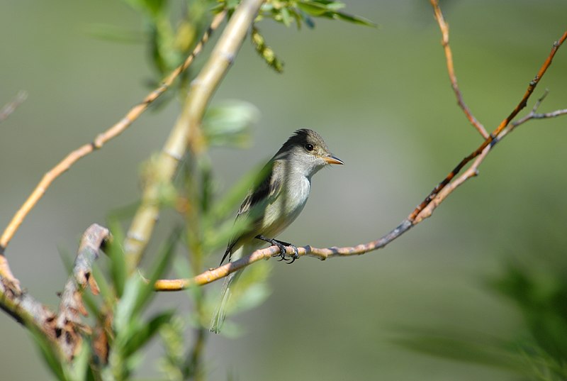 File:Willow Flycatcher.jpg