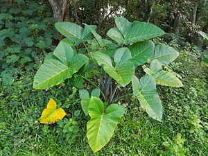 Xanthosoma sagittifolium in Bukidnon, Philippines 01.jpg