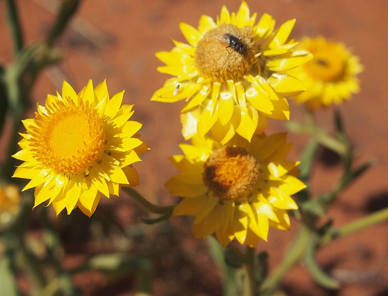 File:Xerochrysum bracteatum flowers.jpg