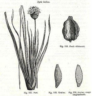 <i>Xyris caroliniana</i> Species of yelloweyed grass