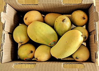 <span class="mw-page-title-main">Ataulfo (mango)</span> Mango cultivar
