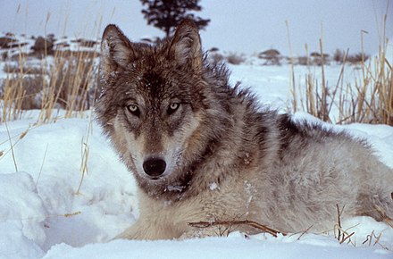 Волк годы жизни. Кенайский волк canis Lupus alces. Арлан волк. Сибирский Лесной волк.