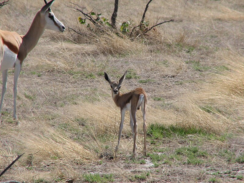 File:Young Springbok (360877555).jpg