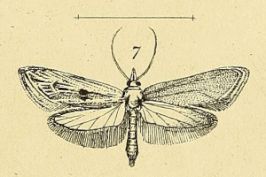 Ypsolopha albiramella