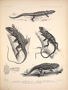 Yunnan lizards.jpg 