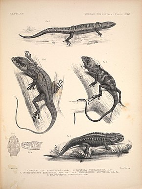 Yunnan lizards.jpg görüntüsünün açıklaması.