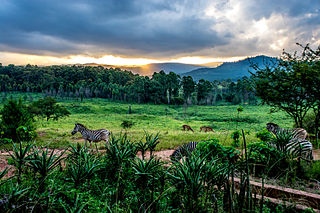 <span class="mw-page-title-main">Mlilwane Wildlife Sanctuary</span>