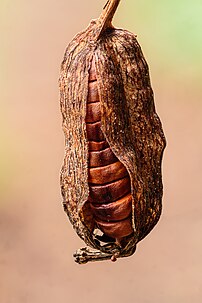 Capsule déhiscente d'un iris des marais. (définition réelle 3 454 × 5 182)