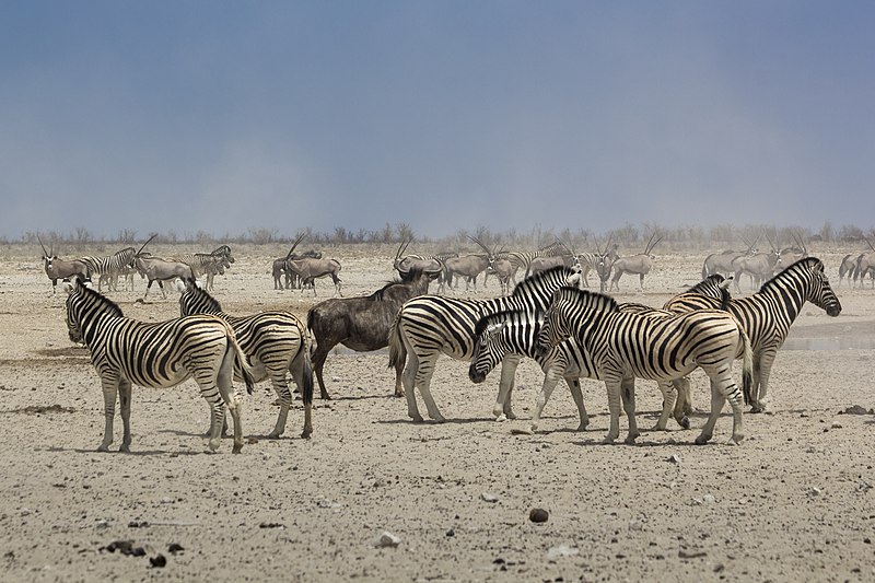 File:Zebre ad etosha buiobuione.jpg