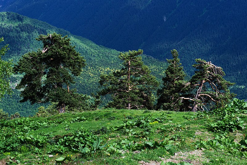 File:Zemo Svaneti, June, 2018-22.jpg