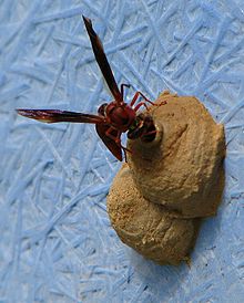 Zeta argillaceum uyasini qurish jarayoni - Flickr - Aleks Popovkin, Bahia, Braziliya (11) .jpg