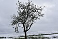 Übergeblieben - Apfelbaum mit Früchten im Winter.JPG