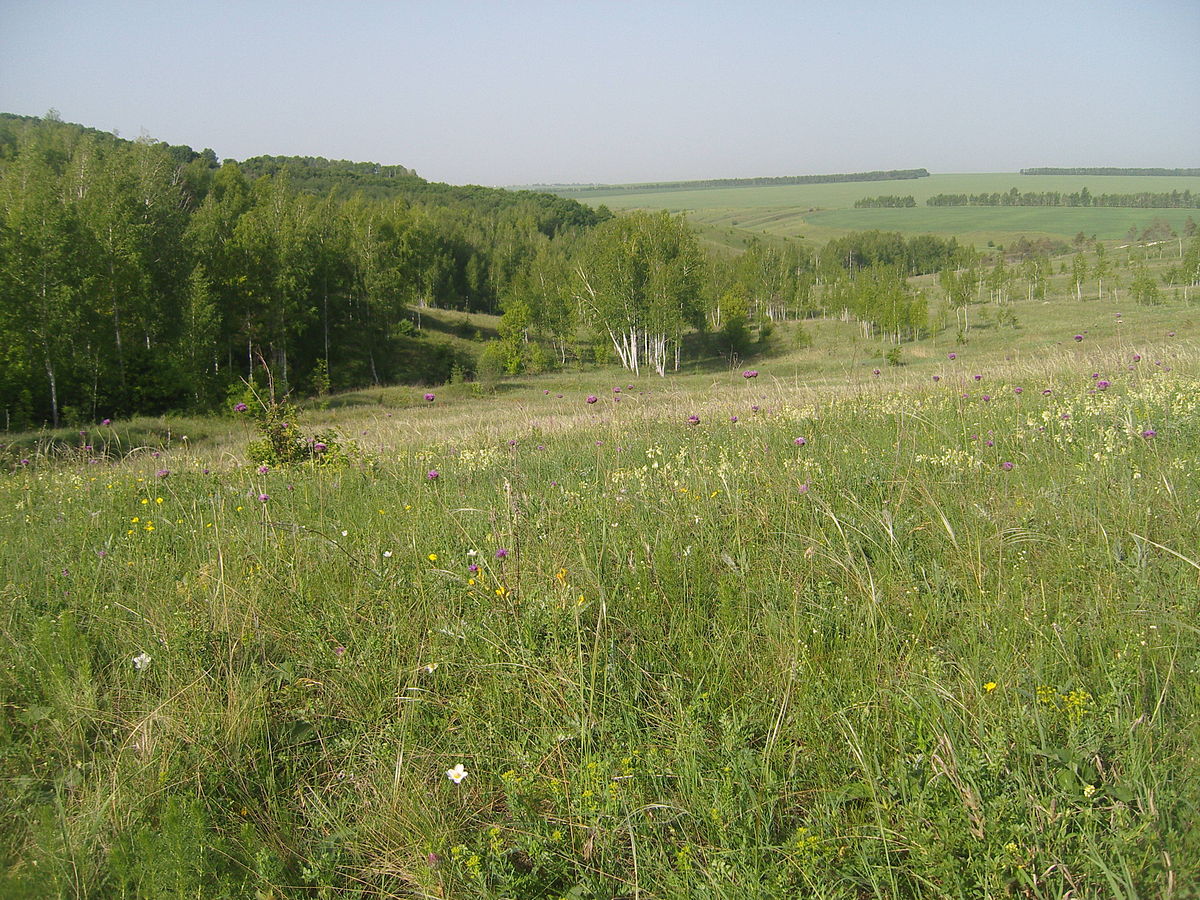 село лысые горы