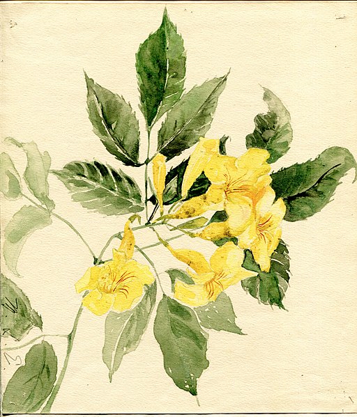 File:"Trumpet-bush" by Mary Louise McQuiston Evans.jpg