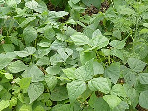 Đậu côve -Phaseolus vulgaris.JPG