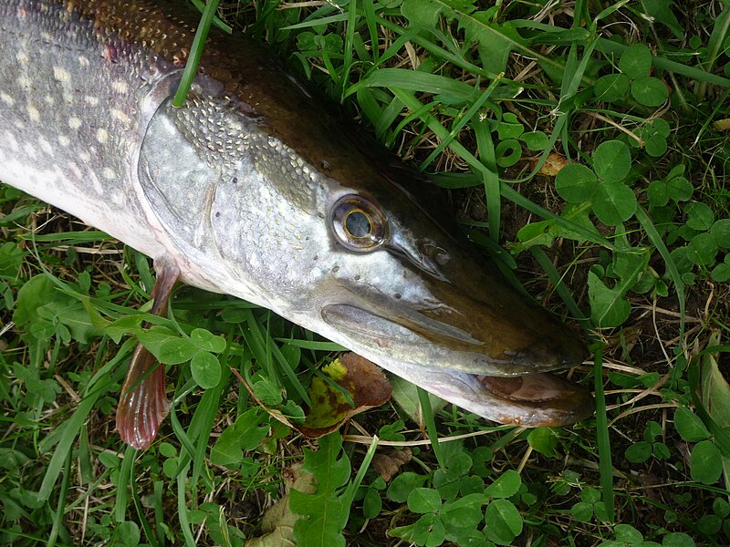 File:Štika obecná (Esox lucius) - samice 06.jpg