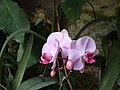 Оранжерея с тропическими растениями и орхидеями 23.jpg