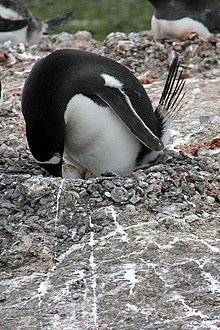 00 0395 Gentoo penguins in Antarctica.jpg