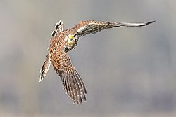 Wild Common kestrel in flight at Pfyn-Finges Licensing: CC-BY-SA-4.0