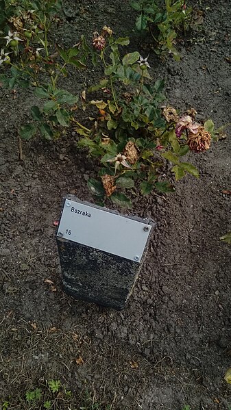 File:16. Bozraka sign, Rosarium Winschoten (2020) 01.jpg