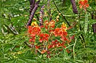 170407 Red Pride of Barbados.jpg