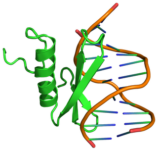 <span class="mw-page-title-main">Ethylene-responsive element binding protein</span> Protein family