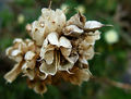 Aconitum napellus