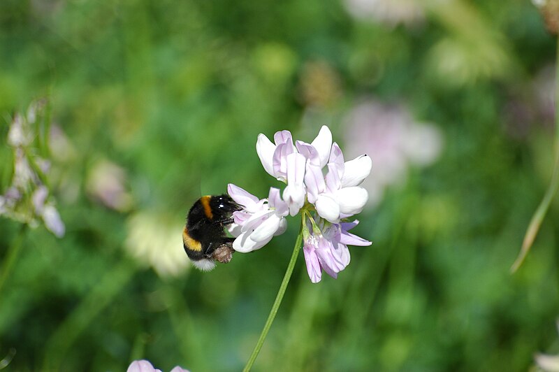 File:2007-07-25 (25) Securigera varia with Bombus terrestris.jpg