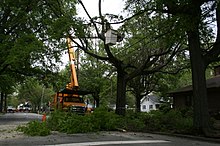 Обрезание дерева в городе Дарем, США.