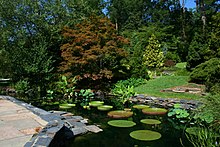 Ein Lilly-Teich und ein steiniger Gehweg mit verschiedenen Bäumen im Hintergrund