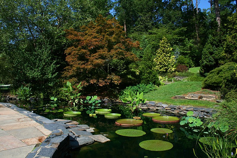 File:2008-07-24 Lily pond at Duke Gardens 3.jpg