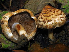 2011-09-14 Inocybe firibgarlari (Britzelm.) Sacc 169119.jpg