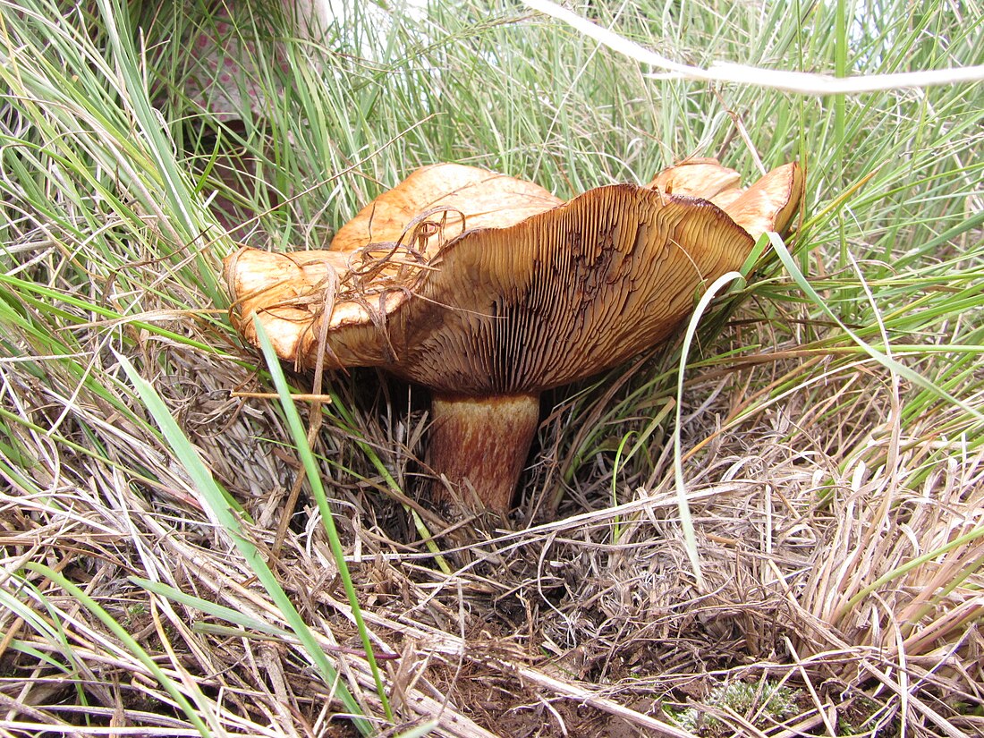 Paxillus vernalis