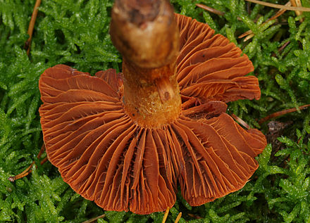 Le cortinaire couleur de rocou (Cortinarius orellanus).