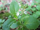 20130617Veronica officinalis7.jpg