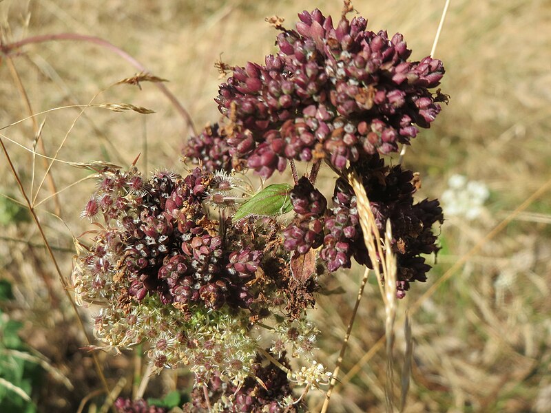 File:20160911Origanum vulgare2.jpg