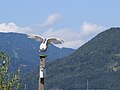 * Nomination: Bubo scandiacus (Snowy owl) at Castle Oberkapfenberg.--GT1976 12:05, 22 May 2018 (UTC) * * Review needed