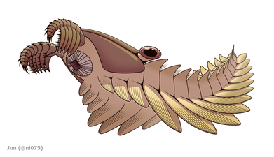 納氏皮托蝦是濾食底泥的赫德蝦科，前附肢粗大且靠近口錐，其口錐為四向輻射對稱。